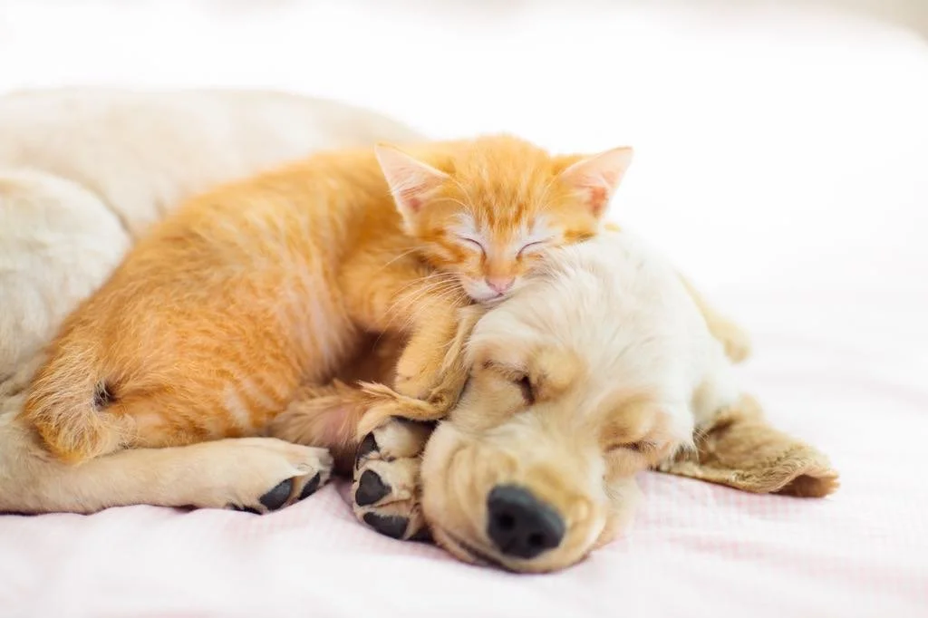 Chiot et chaton câlins, prêts pour leur protocole de vaccination
