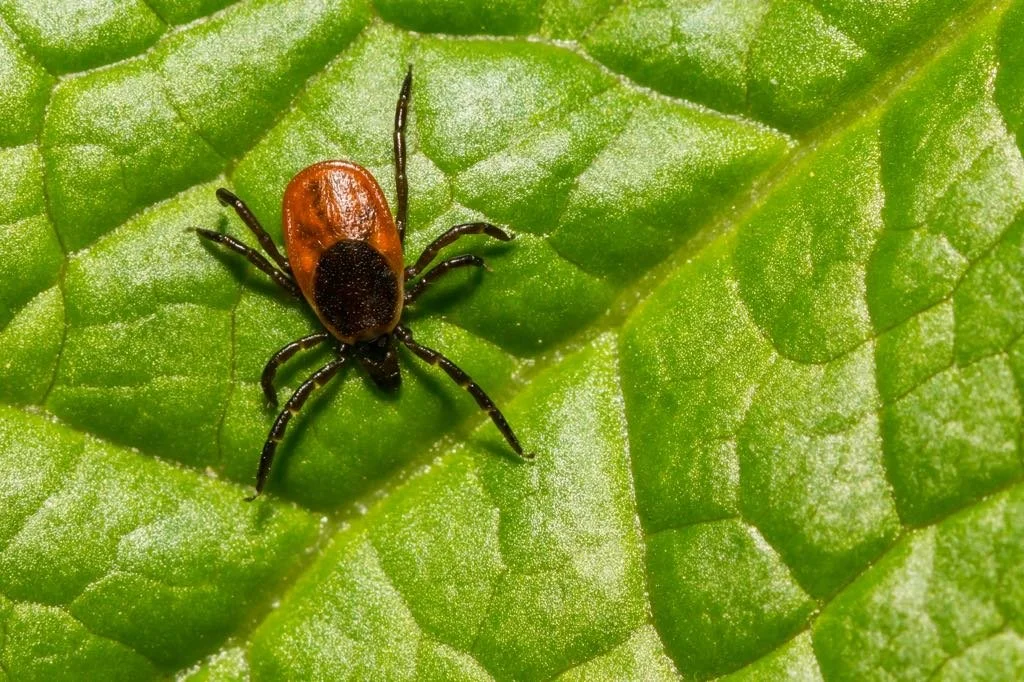 Tique sur une feuille, parasite externe à prévenir