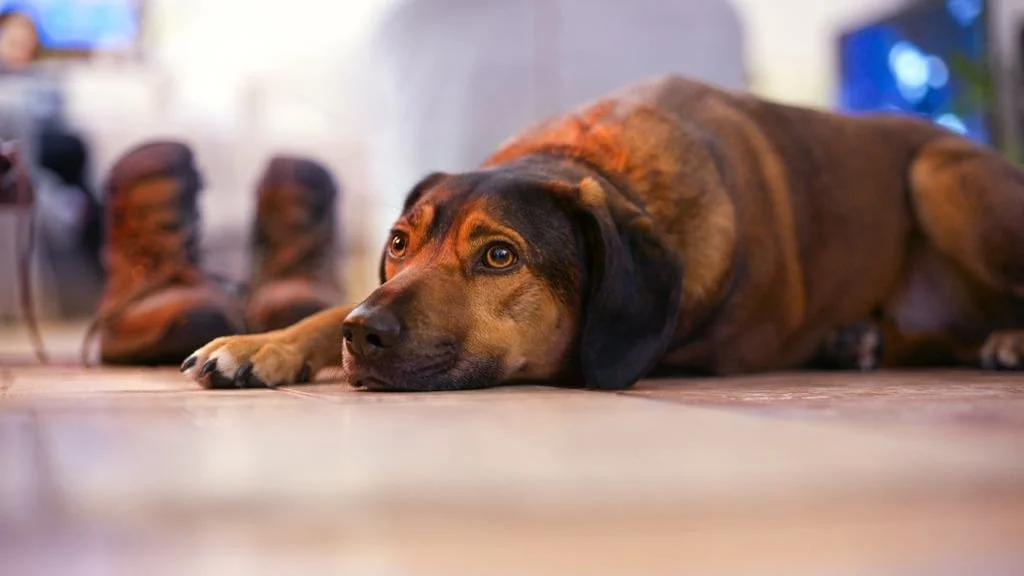 Chien allongé au sol, semblant fatigué ou malade
