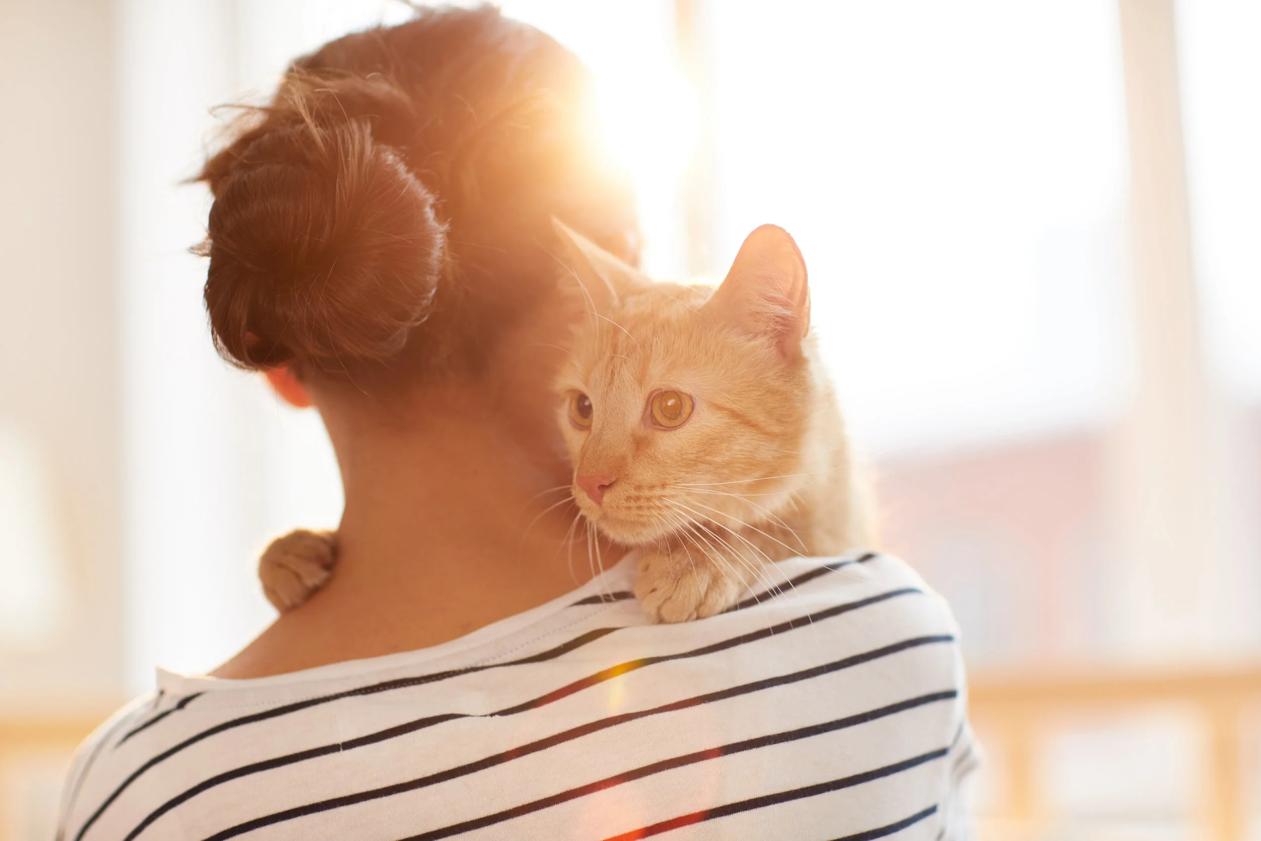 Propriétaire tenant tendrement son chat dans ses bras