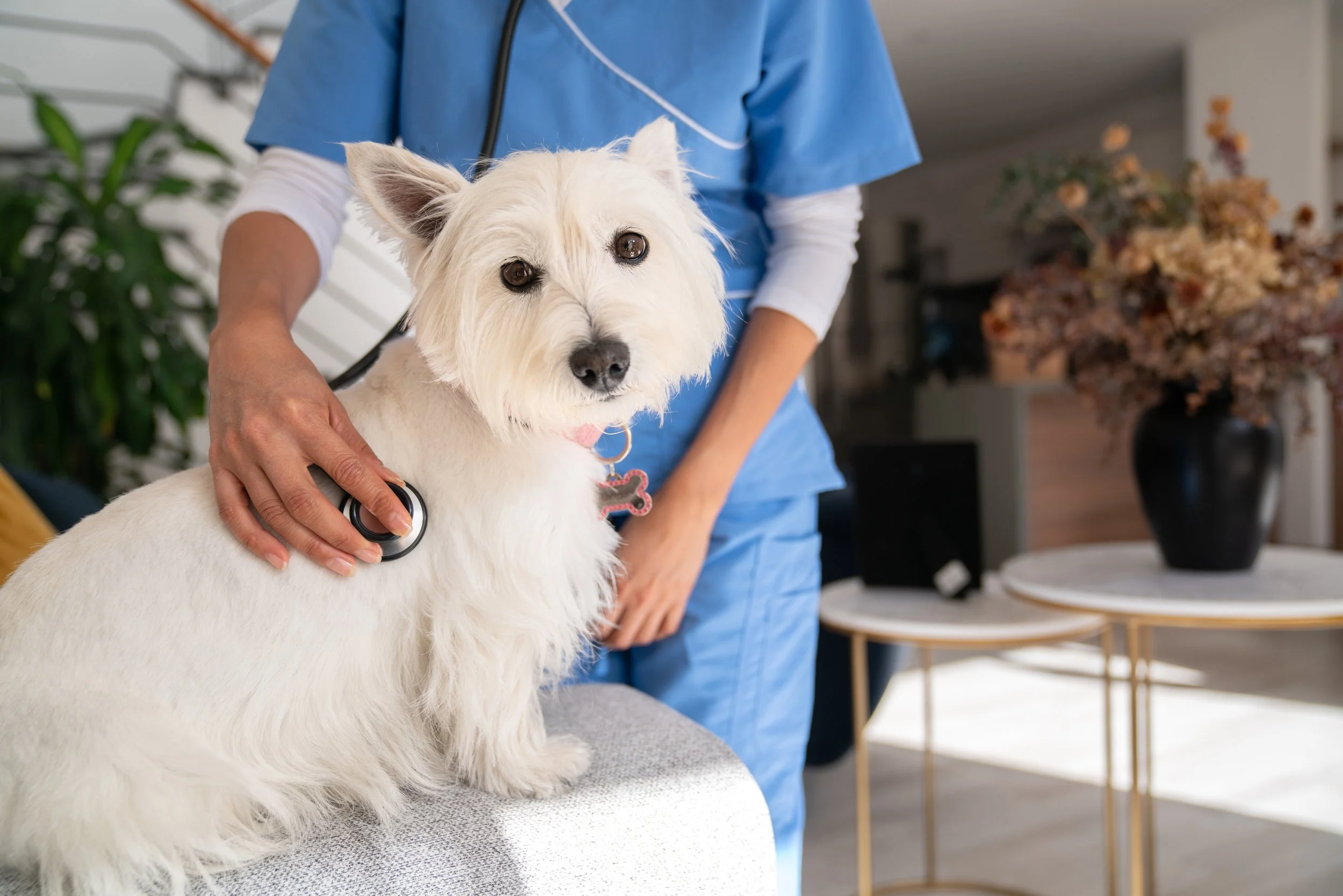 Vétérinaire examinant un chien avec un stéthoscope à domicile