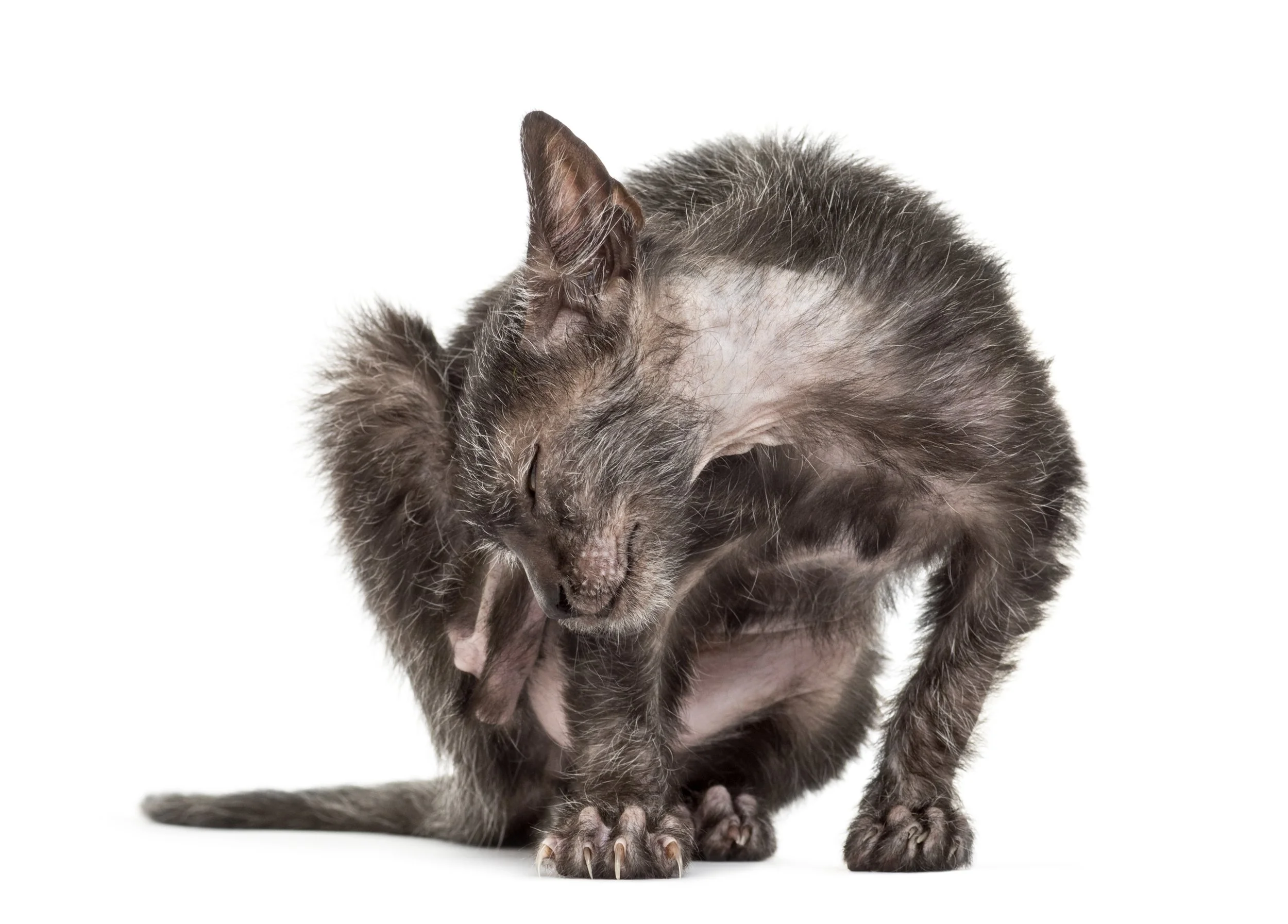 Chat se grattant, signe possible d'une maladie de peau